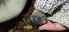 Tricholoma terreum