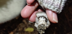 Tricholoma terreum