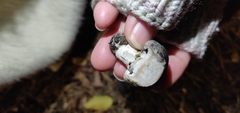 Tricholoma terreum