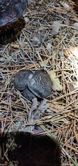 Tricholoma terreum