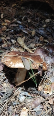 Tricholoma