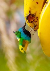 Chlorochrysa nitidissima