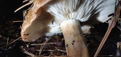 Tricholoma