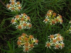 Linochilus revolutus