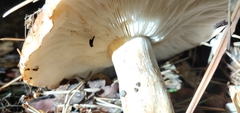 Tricholoma