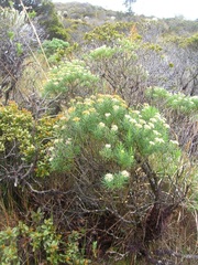 Linochilus revolutus