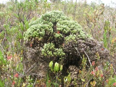 Linochilus revolutus