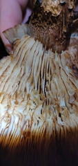 Tricholoma