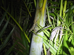 Anolis sabanus
