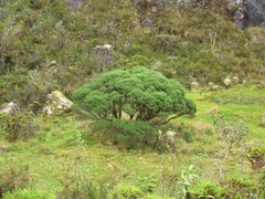 Linochilus revolutus