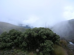 Linochilus revolutus