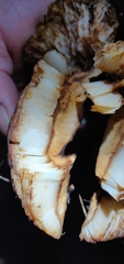 Tricholoma