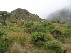 Linochilus revolutus