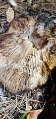 Tricholoma