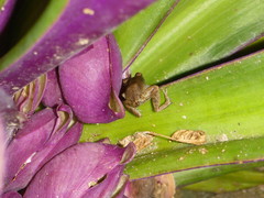 Eleutherodactylus johnstonei