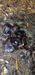 Tricholoma