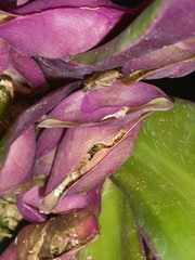 Eleutherodactylus johnstonei