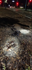 Tricholoma