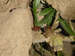 Eleutherodactylus johnstonei