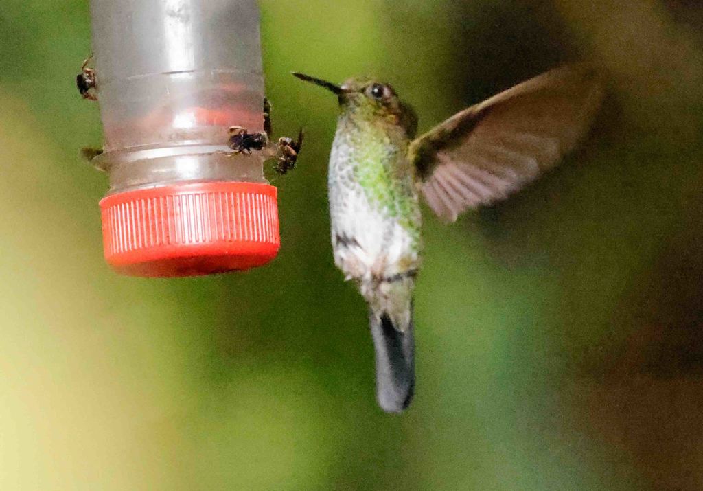 Greenish Puffleg photo
