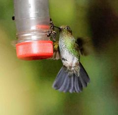 Haplophaedia aureliae