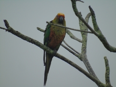 Aratinga auricapillus