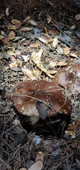 Tricholoma
