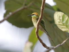 Merops orientalis