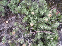 Linochilus apiculatus