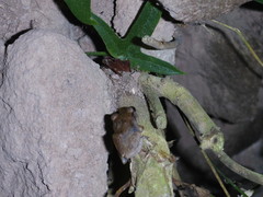 Eleutherodactylus johnstonei