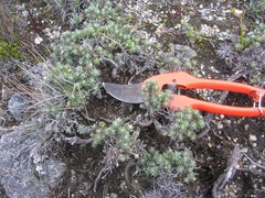 Linochilus apiculatus