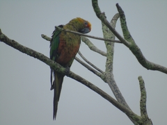 Aratinga auricapillus