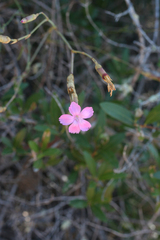 Dianthus sylvestris