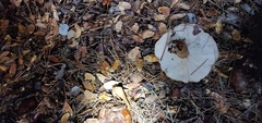 Tricholoma
