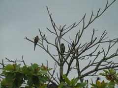 Aratinga auricapillus