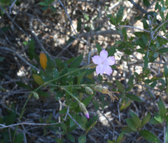 Dianthus sylvestris