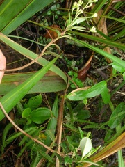 Linochilus tachirensis