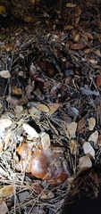 Tricholoma
