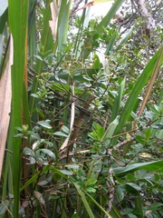 Linochilus tachirensis