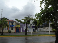 Aratinga auricapillus