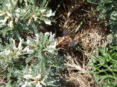 Rhodanthidium