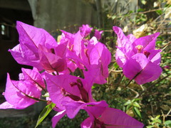 Bougainvillea glabra