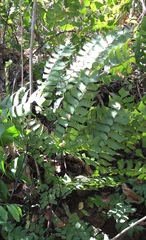 Adiantum trapeziforme