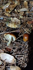 Pholiota velaglutinosa