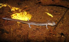 Eurycea troglodytes