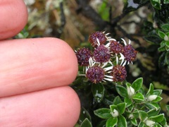 Linochilus rhomboidalis