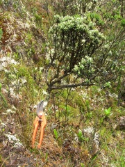 Linochilus rhomboidalis