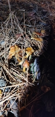 Pholiota velaglutinosa