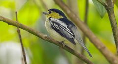 Pachyramphus versicolor