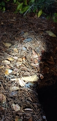 Pholiota velaglutinosa